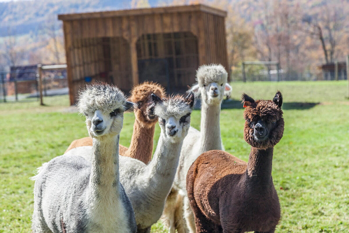 Buck Brook Alpaca Farm